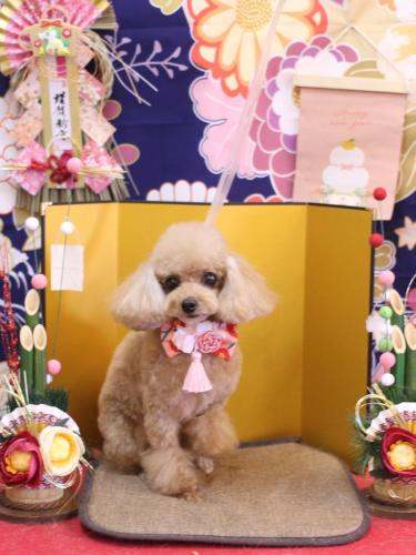 20240125ココちゃん